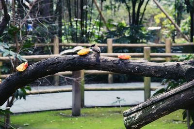 Close-up of bird perching on branch