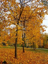 Trees and yellow leaves in park during autumn