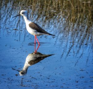 Bird in lake