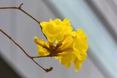 Close-up of yellow flowering plant