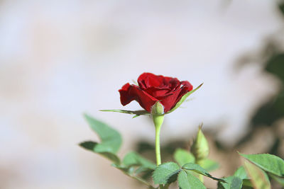 Close-up of red rose