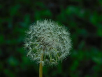 Close-up of dandelion