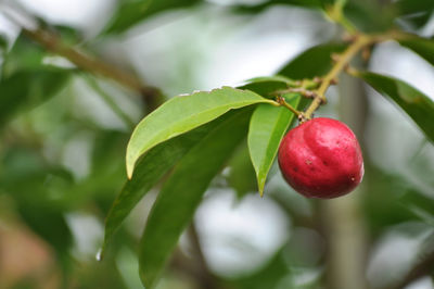 Phaleria macrocarpa - mahkota dewa fruit, medical plant from indonesia