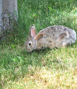 Side view of an animal on land