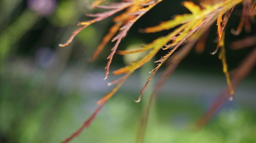 Close-up of wet plant