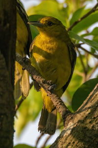 Close-up of bird perching on branch