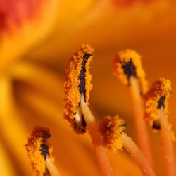 Close-up of fresh orange flower during winter