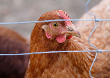 Close-up of a parrot