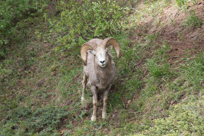 Portrait of dog standing by plants