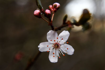 Close-up of white flower