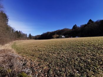 Scenic view of field against clear blue sky