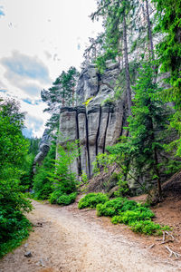 View of trees in the forest