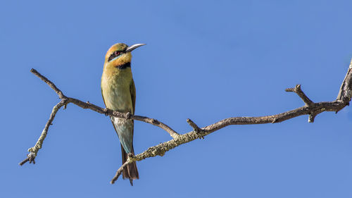 Low angle view of bird perching on branch against blue sky