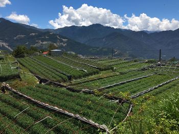 Scenic view of agricultural field against sky