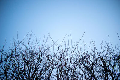 Low angle view of bare tree against clear blue sky