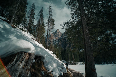 Snow covered trees in forest