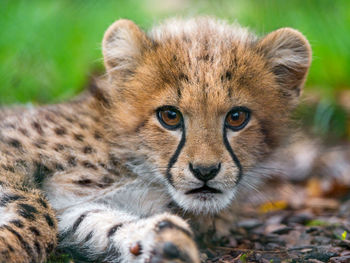 Cheetah in the wild, africa