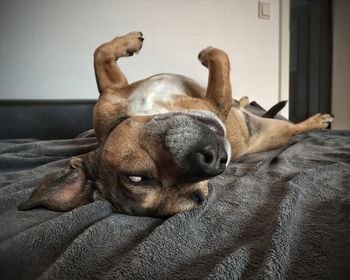 Dog relaxing on bed at home