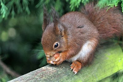 Close-up of squirrel on tree