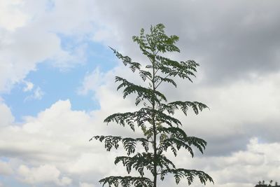 Low angle view of silhouette tree against sky