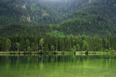 Scenic view of lake in forest