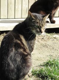 Close-up of a cat