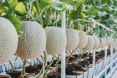 Close-up of vegetables for sale