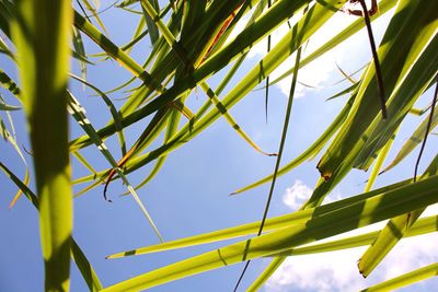 Low angle view of leaves