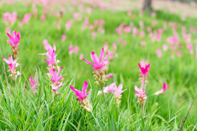 Close-up of pink flowering plants on field