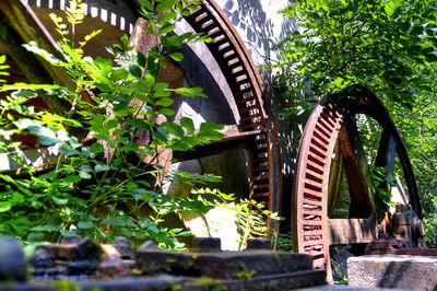 Plants growing outdoors