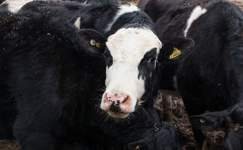 Cows in farm