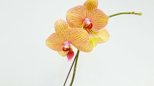 Close-up of flowers over white background