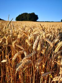 Scenic shot of wheat field against clear sky