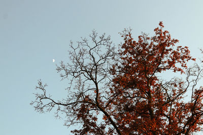 Low angle view of silhouette tree against clear sky