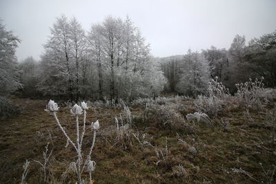 Close-up of plants growing on field against sky