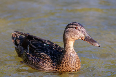 Close-up of mallard duck swimming in lake