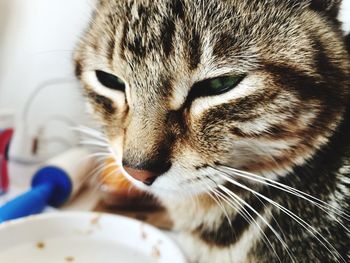 Close-up portrait of a cat