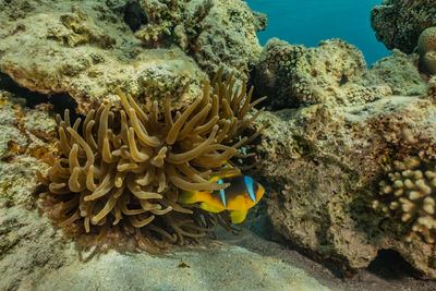 Clownfish in the red sea colorful and beautiful, eilat israel