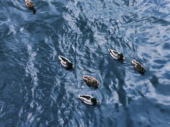 High angle view of ducks swimming on lake