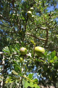 Low angle view of fruits on tree