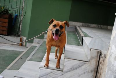 Portrait of dog sticking out tongue