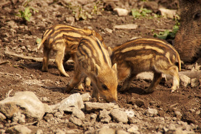 Close-up of wild boar and piglets on field