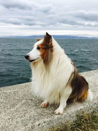 Dog sitting on retaining wall by sea