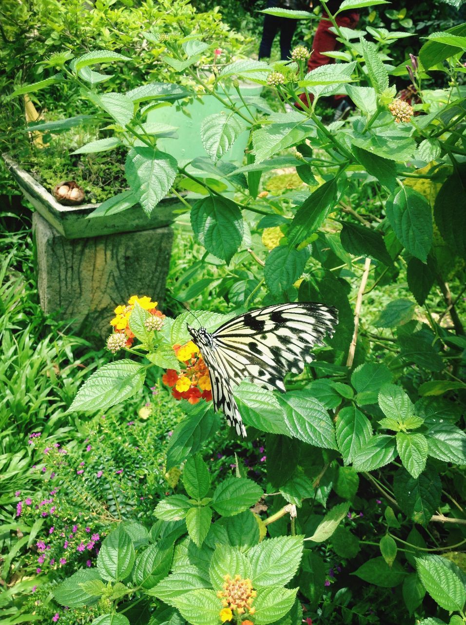 animals in the wild, animal themes, one animal, wildlife, flower, butterfly - insect, insect, plant, leaf, growth, green color, butterfly, fragility, beauty in nature, nature, high angle view, freshness, perching, blooming, outdoors