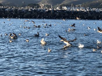 Flock of birds swimming in sea