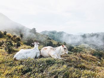 Cows on field against sky during foggy weather