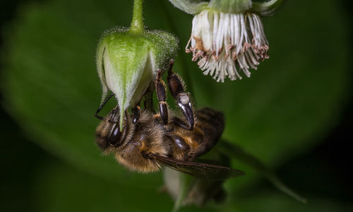 Close-up of bee on flower