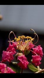 Close-up of insect on pink flower