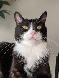 Close-up portrait of cat at home