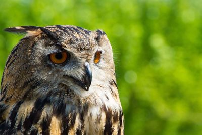 Close-up of owl